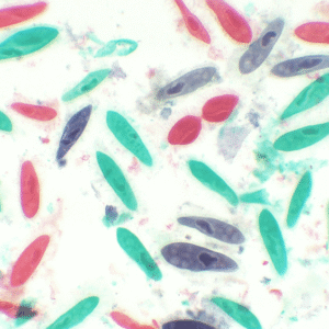 Lâminas Preparadas de Parasitologia 30pçs/cx
